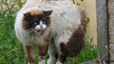 Puffed Up Feral Cat