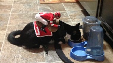 Cat Halloween Costume