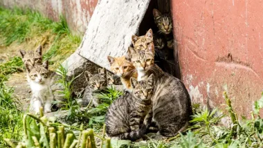 A group of feral kittens