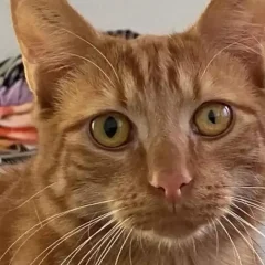 A Cat with Anisocoria