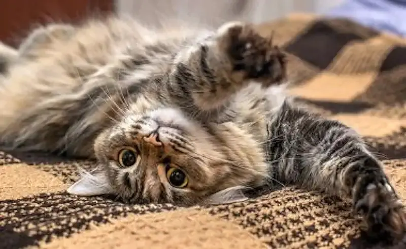 Cat Exposing It's Belly