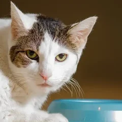 Cat is Unhappy with His Food