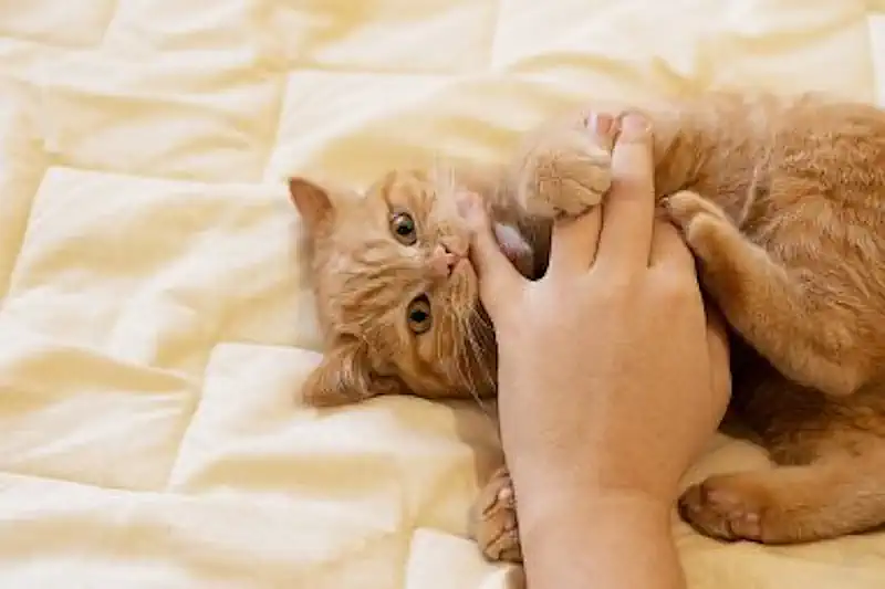 Attacking the Hand that Rubs Cat's Belly