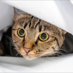 Shy Cat Hiding