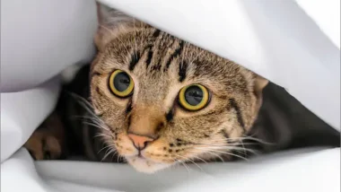 Shy Cat Hiding