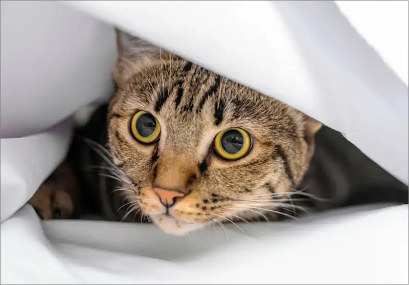 Shy Cat Hiding