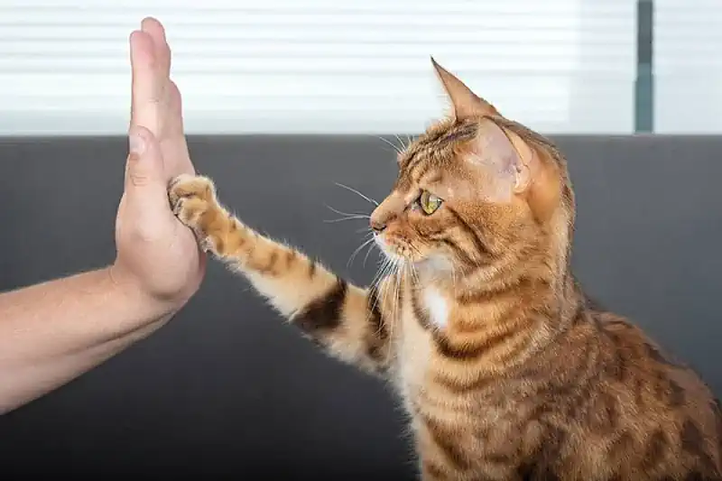 High-Fiving Cat