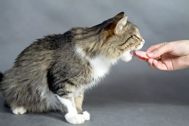 Cat Gets Treat for Sitting on Command