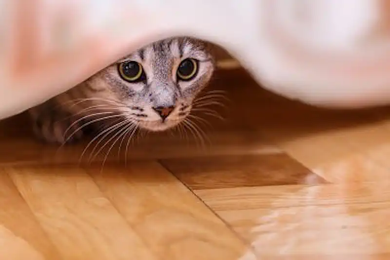 Cat Hiding