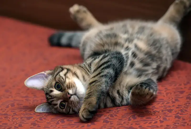 Cat Learning to Roll Over