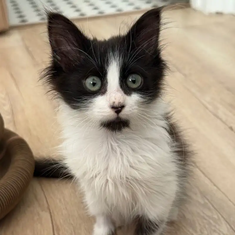 Adopted Kitty