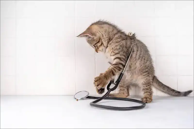 Playing Doctor with the Cat