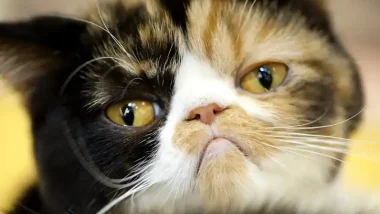 Sad Cat