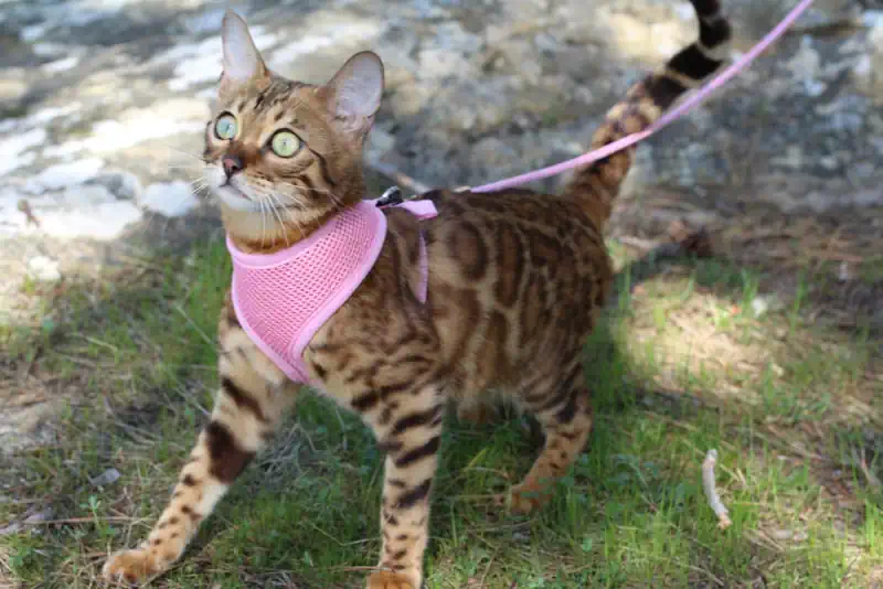 Walking the Cat on a Leash