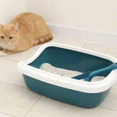 Cat Won't Use Litterbox