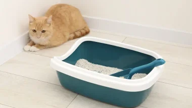 Cat Won't Use Litterbox