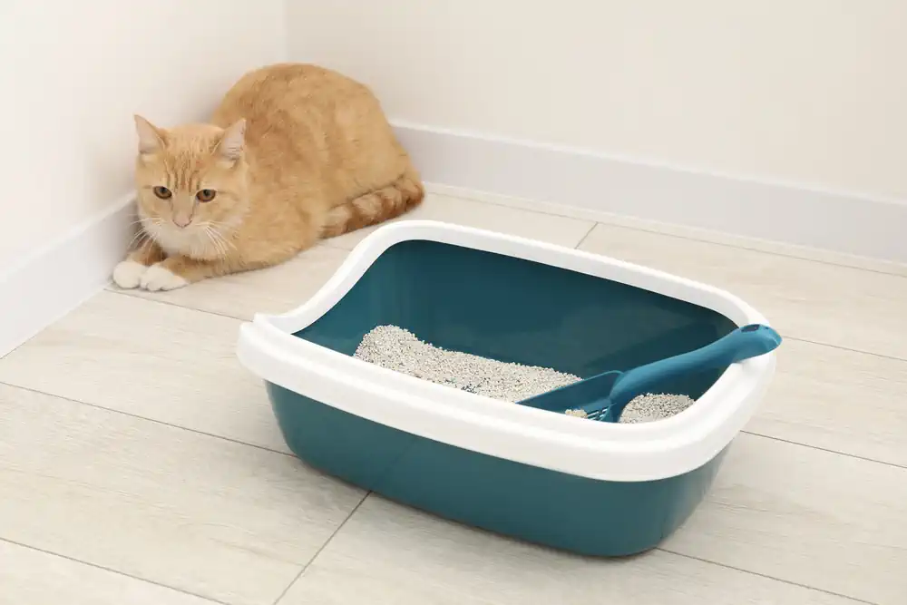 Cat Won't Use Litterbox