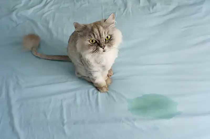 Cat Urine on Bed