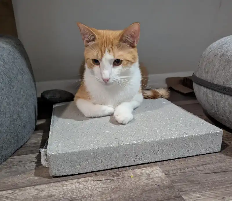 Kitty on a Concrete Slab