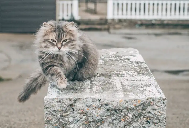 Kitty Outside on Gray Concrete Slab
