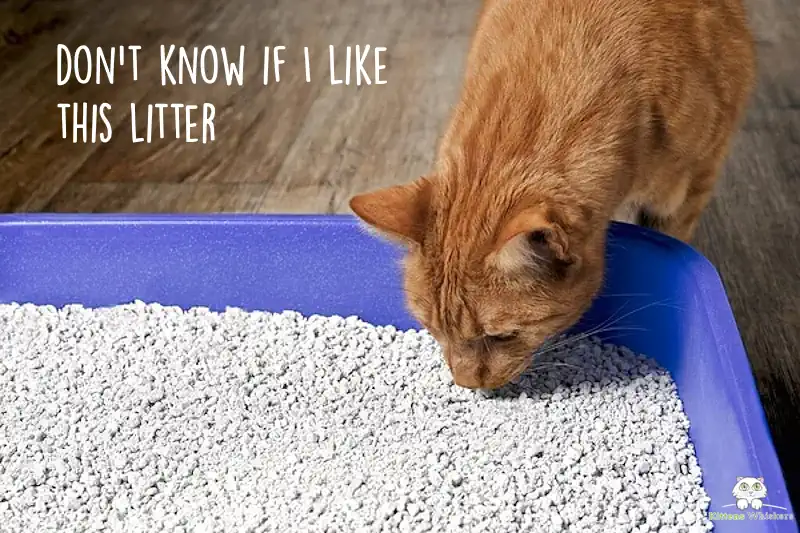 Cat Checking the Litter