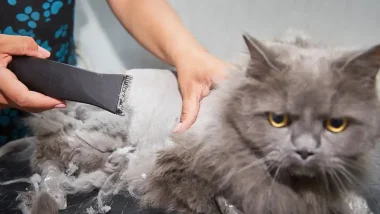 Cat Getting It's Coat Shaved Off