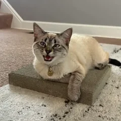 Siamese Cat on Cement Slab