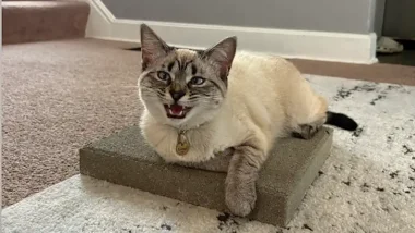 Siamese Cat on Cement Slab
