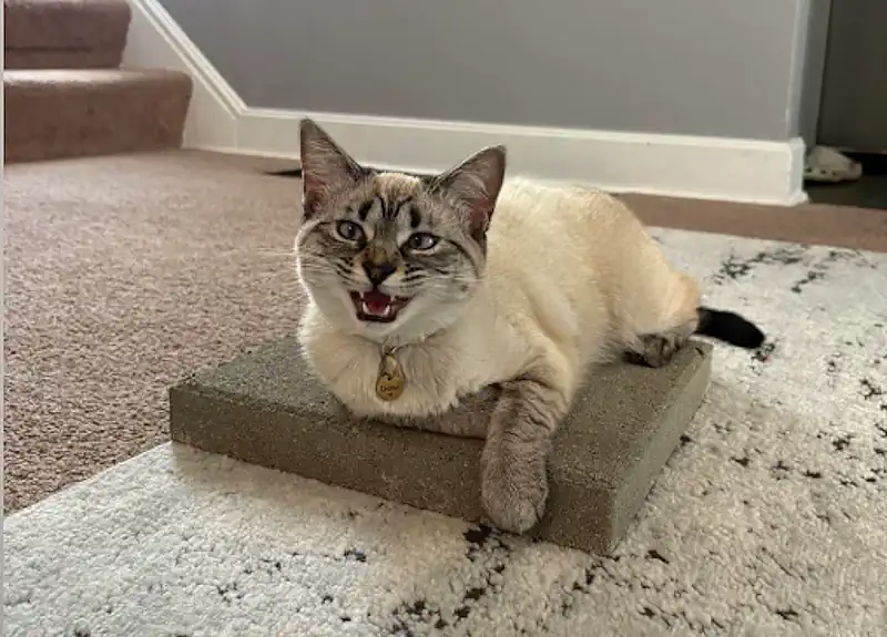 Siamese Cat on Cement Slab