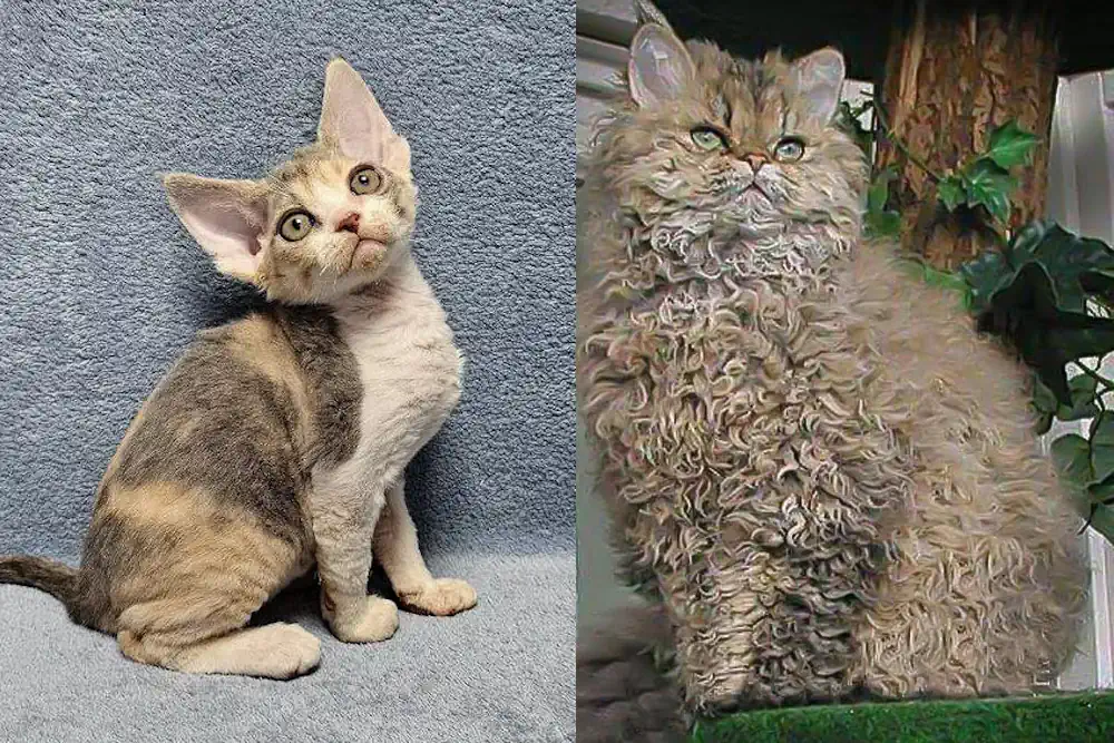 German Rex and Bohemian Rex
